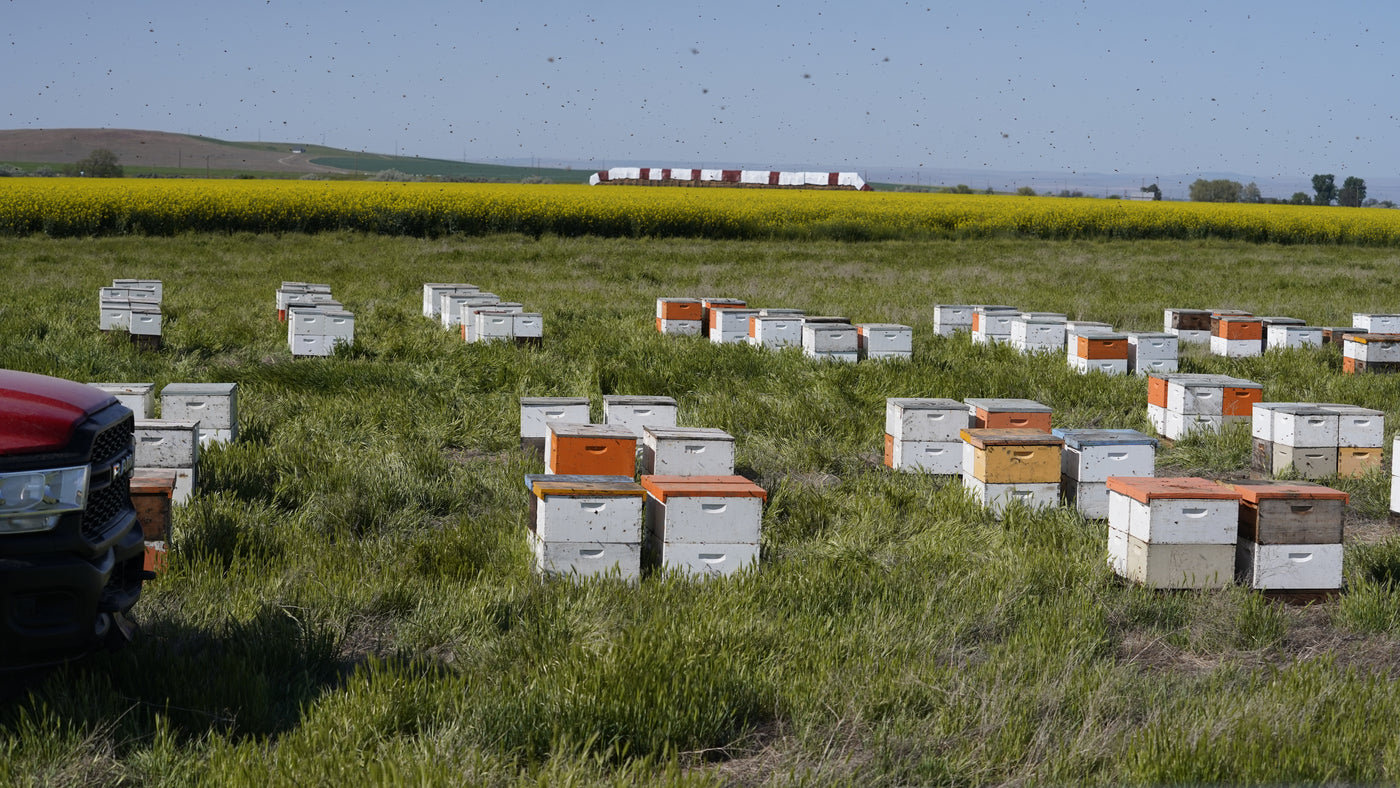 Pollination Across the Pacific Northwest